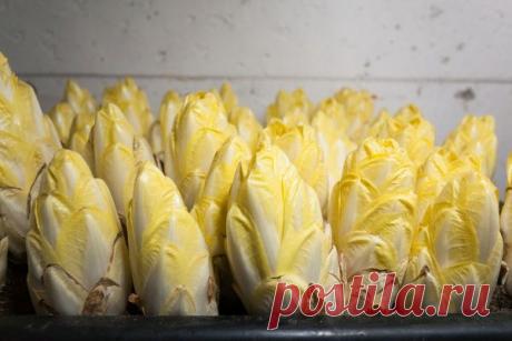 Витлуф: особенности растения и способы выгонки кочанов – Все о томатах. Выращивание томатов. Сорта и рассада.