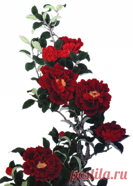 винтажные цветы в PNG для декупажа