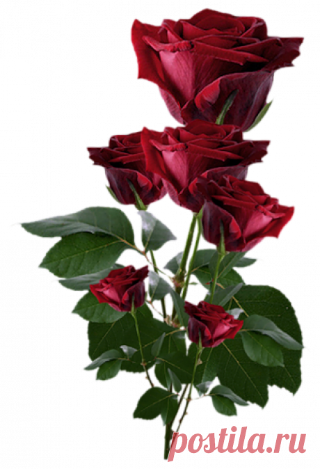 винтажные цветы в PNG для декупажа