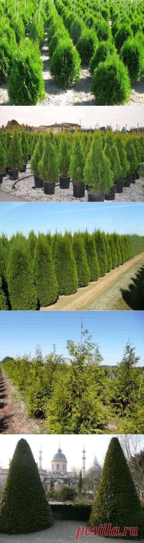 Посадка и уход за туей. Разновидности туи