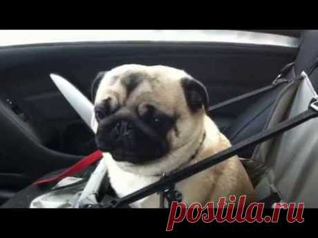 Dog loses it after finding out he's at pet store