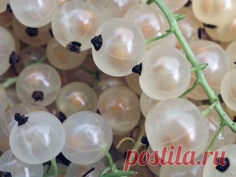 Белая смородина – посадка и уход, фото белой смородины,обрезка и размножение белой смородины; описание сортов белой смородины