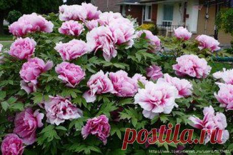 "Beautiful ЛЕДИ" Любимый женский журнал