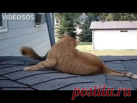 Белка играет с котом.