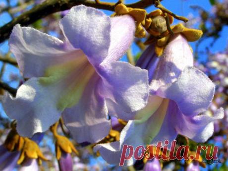 Адамово дерево, дерево Принцессы - павловния.