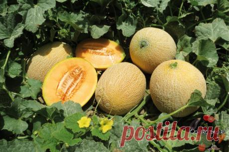 Мы поклонники отныне, королевы поля – Дыни! Как выращивать дыни в открытом грунте – посадка, подкормка, прищипка плетей и формирование, опыление вручную, при какой температуре сажать в открытый грунт, как спасти…