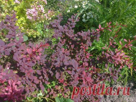 Барбарис Тунберга "Арлекин" (Berberis thunbergii "Harlequin")