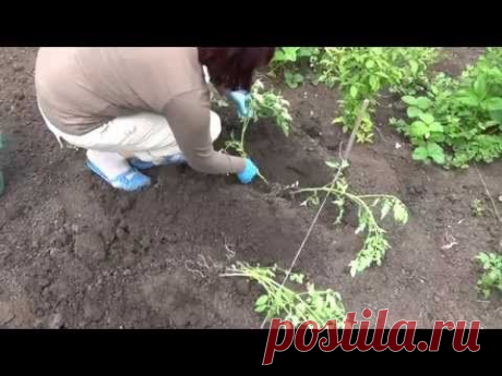Сажаем рассаду помидор в открытый грунт.