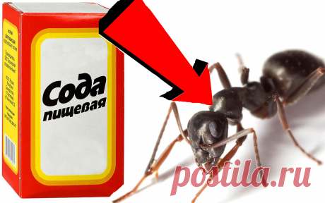 Как навсегда избавиться от муравьев за 3 Секунды!!!