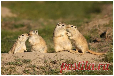 Слухи, сплетни....