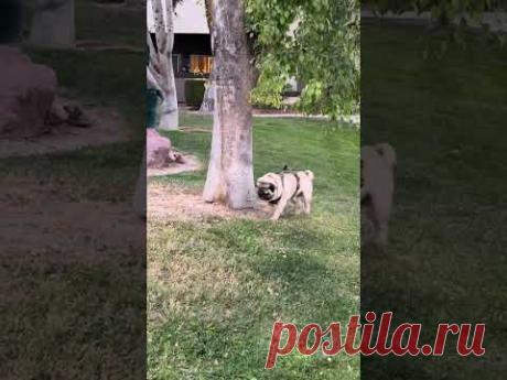 Не зрозуміла що відбувається Мангали на яких я смажу наш шашлик