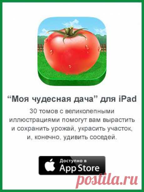 Как ухаживать за клубникой в июле // KP.RU