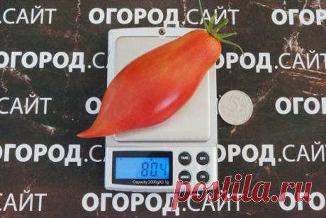 Томат Туфельки султана (Софии Сааковой), семена | ОГОРОД.сайт