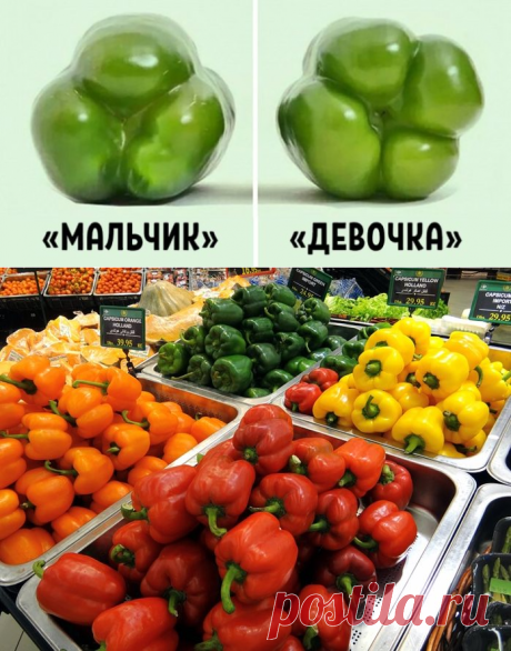 Покупай болгарский перец по этому признаку — и не прогадаешь! Совершенно разный вкус!..