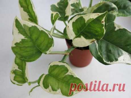 Сциндапсус, или тропическая декоративная лиана, в домашнем цветоводстве