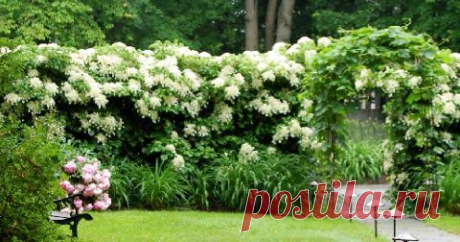 ГОРТЕНЗИЯ ЧЕРЕШКОВАЯ - ЛИАНЫ ВАШЕГО САДА.