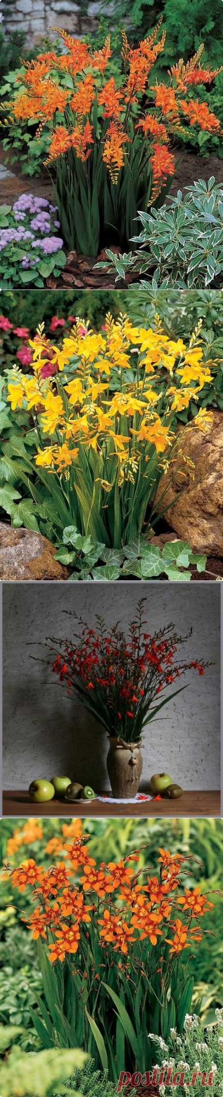 КРОКОСМИЯ, ИЛИ МОНТБРЕЦИЯ