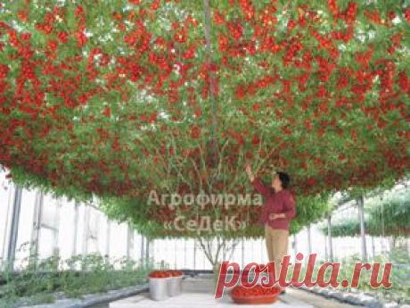 Томат-дерево F1 Спрут. Технология выращивания