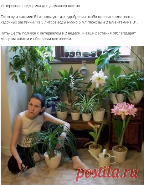 Интересная подкормка для домашних цветов.