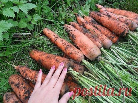 СЕКРЕТЫ УДОБРЕНИЯ МОРКОВИ.