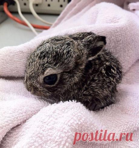 Кролики, которые сделают ваш день лучше