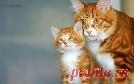 - Я тебе говорю, простит! Это ж мама! Ей много-то не надо: извинился, глаза в пол и всё - иди дальше косячь.