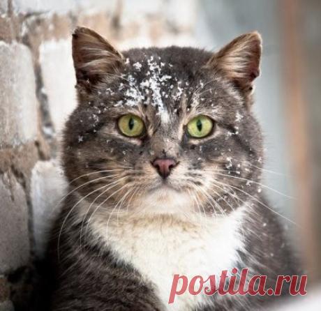 Милаш