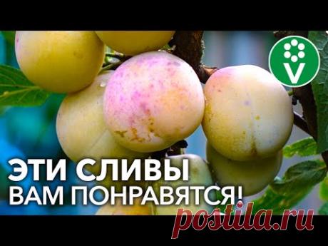 9 САМЫХ СЛАДКИХ И КРУПНЫХ СОРТОВ СЛИВЫ ДЛЯ СРЕДНЕЙ ПОЛОСЫ