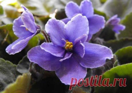 Узамбарская фиалка: лучшие сорта, тонкости выращивания и размножения Сенполия, фиалка, узамбарский цветок – все эти имена принадлежат узамбарской фиалке, очаровательной обитательнице подоконников. Опушенные листья этого растения и шапка небольших цветков могут украсить...
