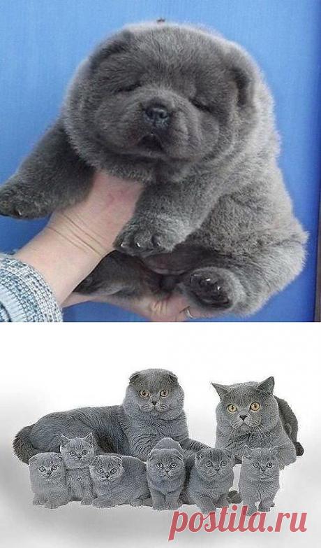 (15) Одноклассники