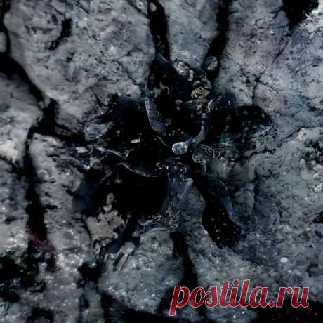 Solma - The Consciousness Of Plants (2025) 320kbps / FLAC