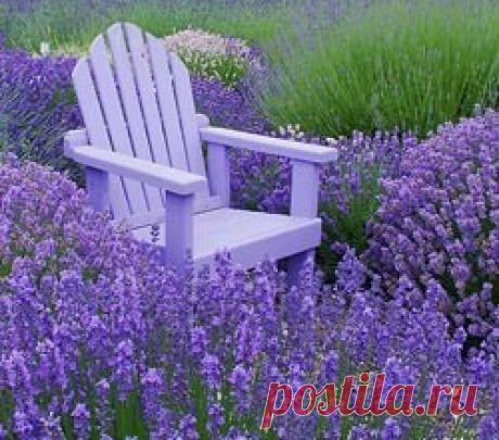 Лаванда: посадка и уход в открытом грунте, фото, сорта, размножение, выращивание и сочетание в ландшафтном дизайне