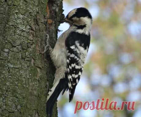 дятел