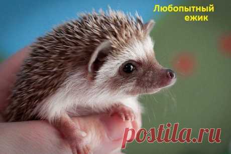 я в колючках от ушей и до хвоста