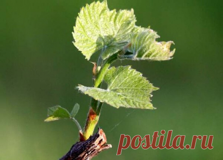 Как формировать куст винограда | Ваши 6 соток | Яндекс Дзен