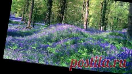 Братья Радченко - Медуница