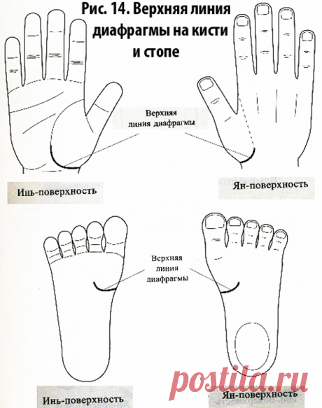 😉: При поиске точек соответствий органам грудной клетки, голове и шее ориентируются на «верхнюю» диафрагму (рис. 14).
