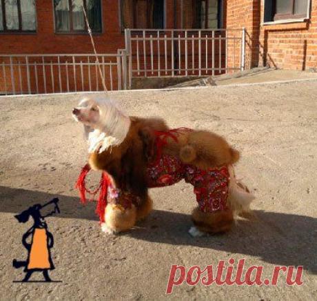 Шуба для китайской хохлатой собачки, изготовленная на заказ мастерами ЗООателье НЮАНС. Для пошива изделия были использованы мех соболя, Павловпассадские платки и, в качестве утеплителя, холофайбер на вискозной подкладке.