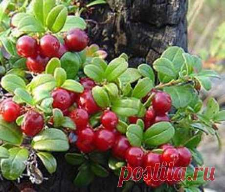 Брусника, полезные свойства, листья брусники, лечение.