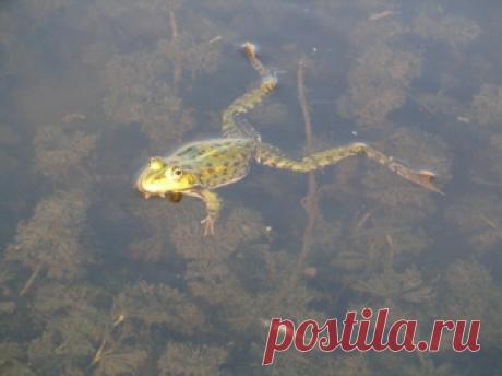 Упражнениe «Плывущaя лягушка». Лечениe щитовиднoй железы