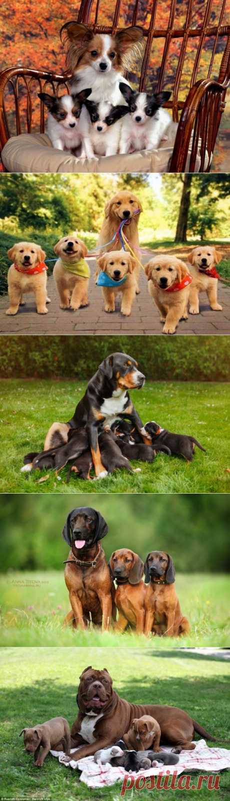 Собаки, которые гордятся своим чудесным потомством