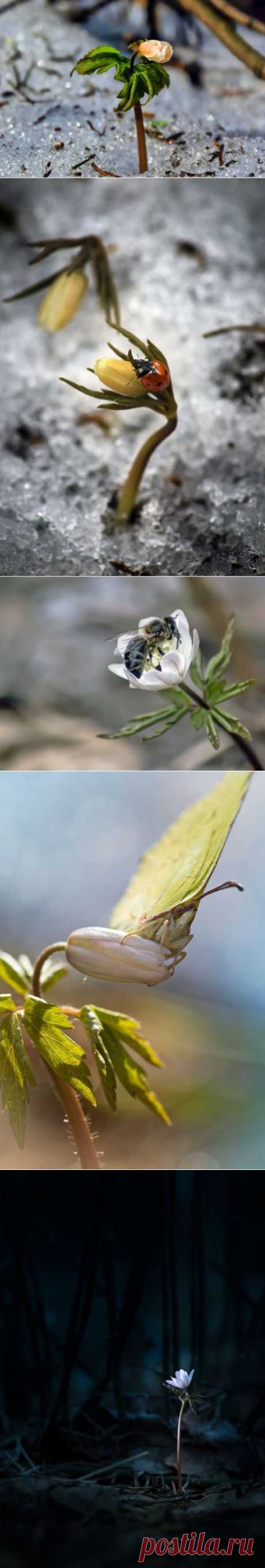 (+1) тема - Весна, первоцветы | ЛЮБИМЫЕ