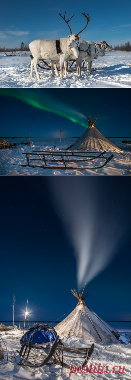 Про заснеженную тундру, оленей и полярное сияние / Моя Планета