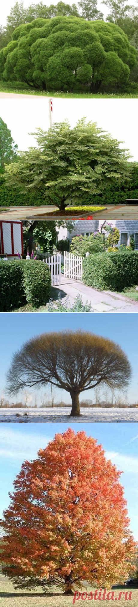 Быстрорастущие деревья и кустарники — 6 соток