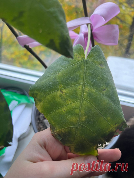 Заболел инжир. Помогите умоляю!!! Здравствуйте, форумчане! Прошу помощи у более опытных цветоводов. Мой комнатный инжир (выращен из косточки) заболел уже несколько месяцев с ним такое