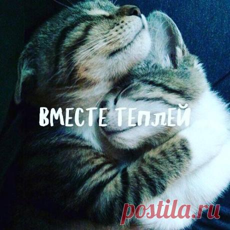 Доброй и пушистой ночи!)) #goodnight #cet #slip