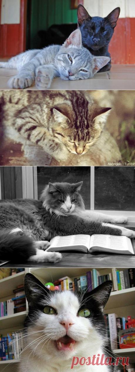 14 невероятных секретов, которые скрывают кошки от своих хозяев | Дай лапку