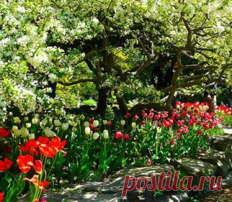 Три идеи цветников для теневого сада | Любимые цветы