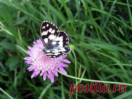 ЗАГОВОРЫ НАРОДНЫЕ ПРИМЕТЫ: На любовь в семье