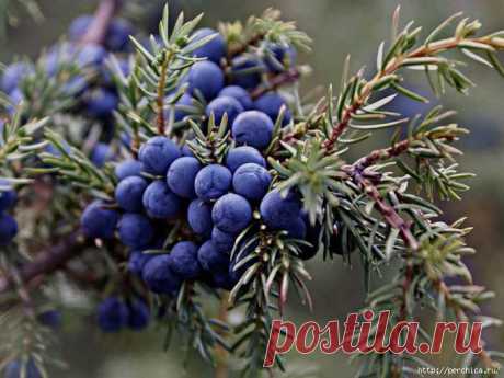 Целительные хвойные напитки-много чудодейственных рецептов